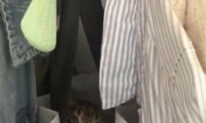 Cat Has a Clever Hiding Spot