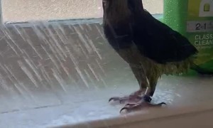 Parrot Loves Showering With Owner