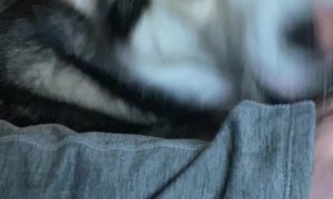 Husky Demands More Pets