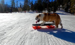 Skilled Bulldog Loves to Snow Skate