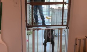 Dog Skillfully Jumps Over Both Baby Gates