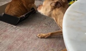 Rescue Dog and Cat Playing Together