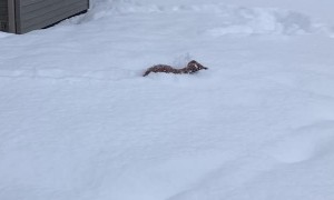 Nine-Week-Old Doggy Swimming in the Snow