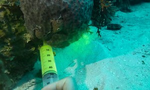 Non-Toxic Dye Demonstrates How Efficient Sponges Are