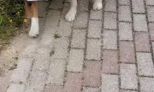 Dog Certified to Take Care of Friend During Coronavirus