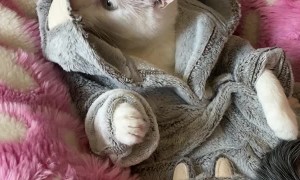 Lucky Cat Gets a Spa Day