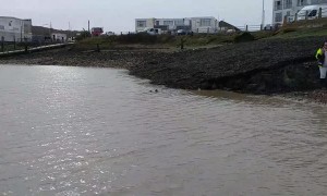 Trapped Seal Rescued after Flood Stream Bursts its Banks