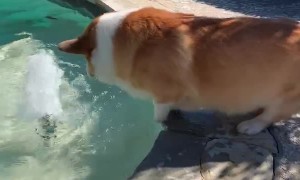 Corgi Splashes From Side of Pool