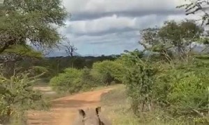 Rhino Runs After South African Safari Group