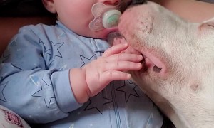 Playful Dog Loves Cuddling with Baby