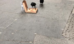 Pizza Loving Crows Chow Down