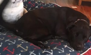 Too Lazy to Move While Tail Slaps Face