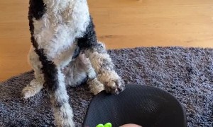 Poodle Loves Rocking the Baby to Sleep