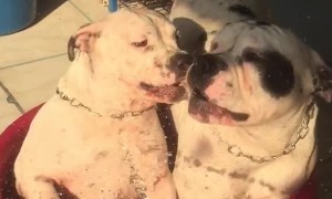 Doggo Enjoys Cool Bath from Hose