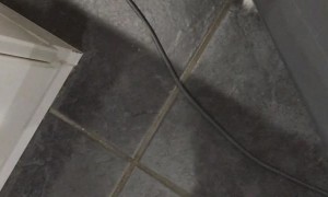 Cat Can't Get Enough of the Vacuum