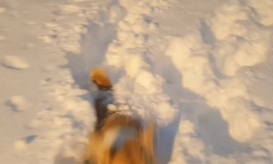 Corgi Struggles to Walk in Deep Snow