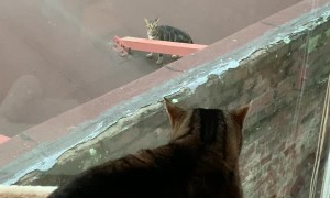 Cat Does Not Want to be Friends