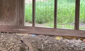 Boy Ropes Snake out of Hen House