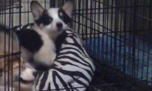 Corgi Doesn't Want Siblings Playing in Her Bed