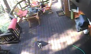 Coyote Sneaks Up on Small Dog