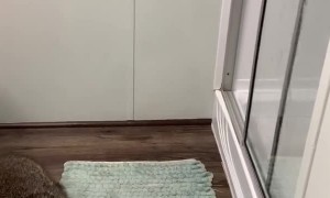 Raccoon Runs Into Shower to Play