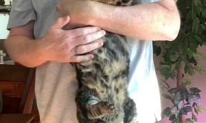 Cat Happily Receives Upside Down Belly Rubs