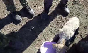 Trapped Dog Saved by Workers