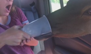 Animals Eating vs People Eating