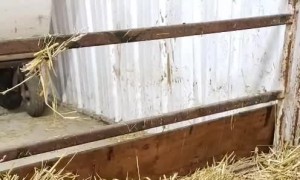 Day Old Calf and Kitten Snuggle