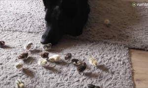 Caring German Shepherd preciously looks over tiny newborn chicks