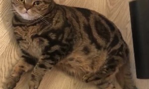 Cat Enjoys Getting Vacuumed