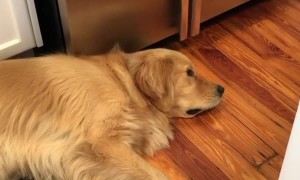 Watch this dog's reaction when he hears his best friend's name