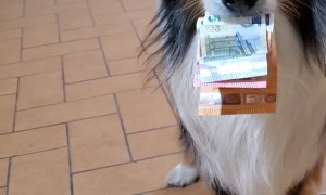 Doggo Pulls Three Notes From Coins