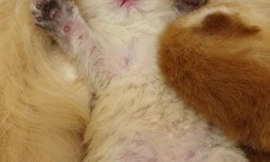 Cute Kitty Sleeps Comfortably on Momma