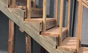 Exotic Pets Playing Fetch