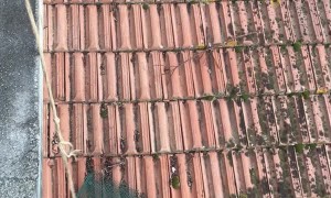 Smart Kitty Catches Lift From Roof
