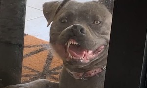 Doggy Wants to Be on Inside of Glass Door