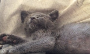 Kitten adorably cries when human stops petting It