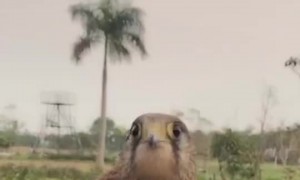 Bird Has a Nimble Neck Like a Gimble