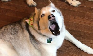 Vocal husky expresses how we all feel staying indoors all day