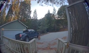 Bear Pilfers Package from Porch