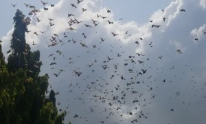 Thousands of Bats Flying During Daytime
