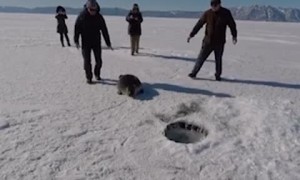 Seal Gets by with a Little Help