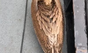 Pelican Makes for a Sleepy Shipmate