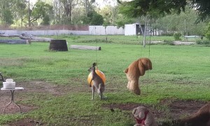 Kangaroo Joey Loves Her Toys