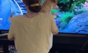 Dog Experiences Amusement Ride During Quarantine