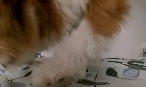 Dog Grapples Down On A String to Eat A Piece of Cheese in Stealth Mode