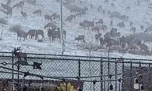 Backyard Elk Party