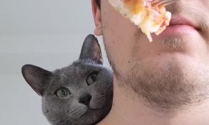 Curious Cat Spies on Snack