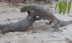 Monitor Lizard Battle Over Territory
